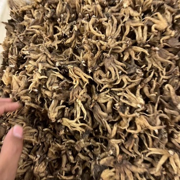 手掌参