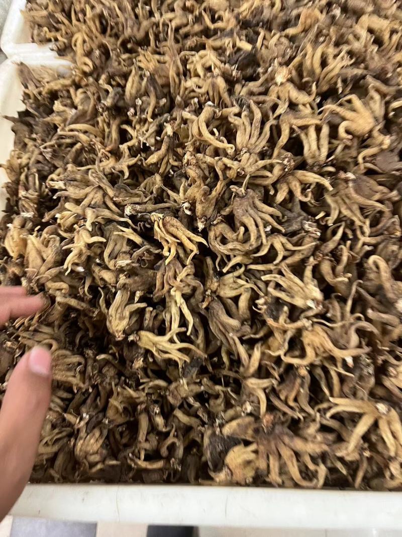 手掌参