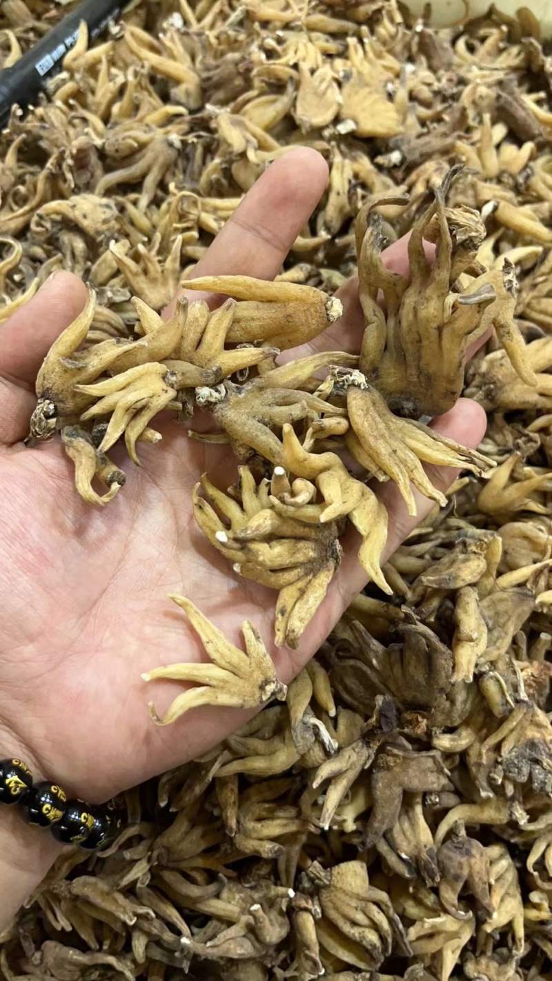 手掌参