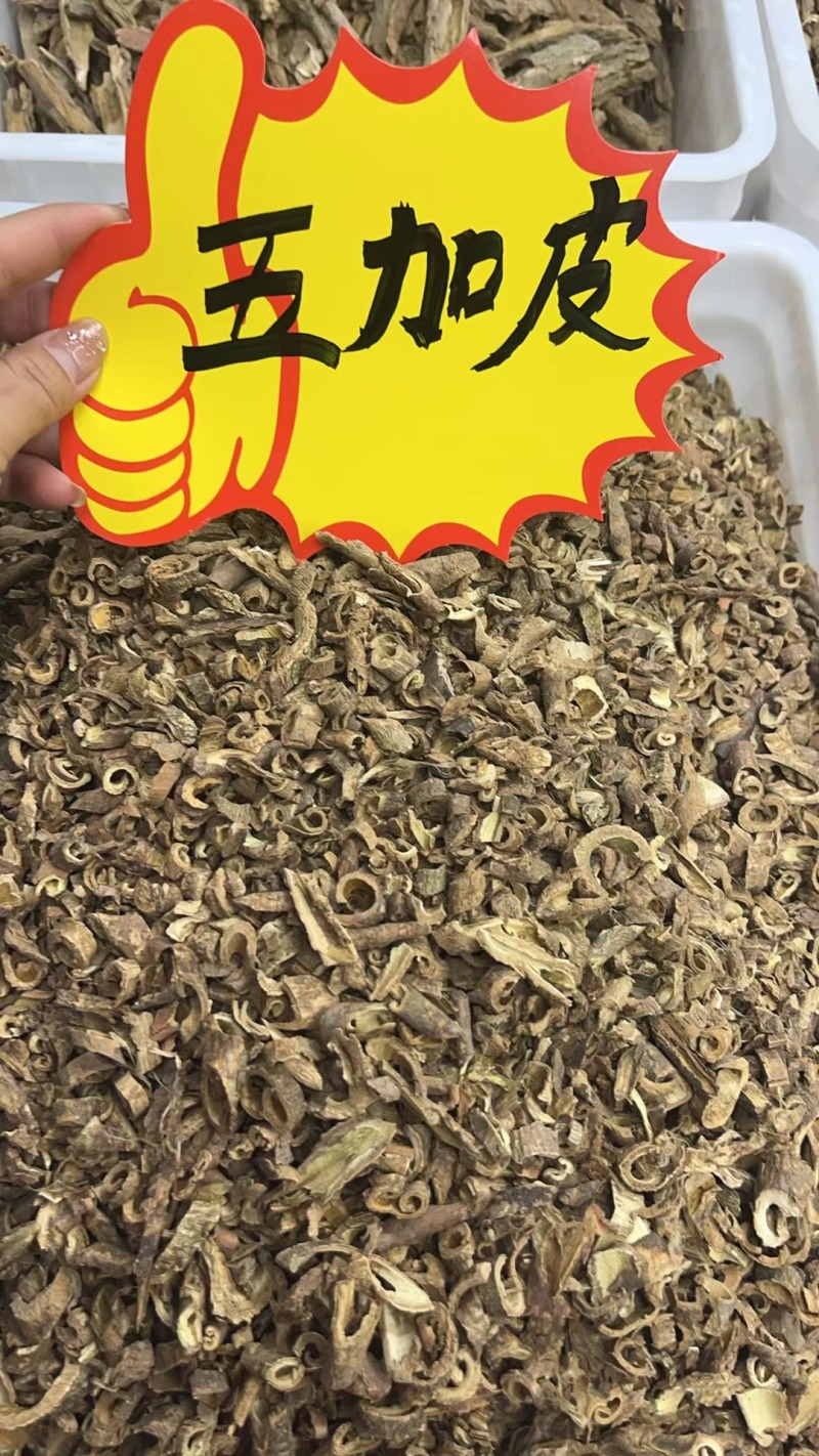 五加皮