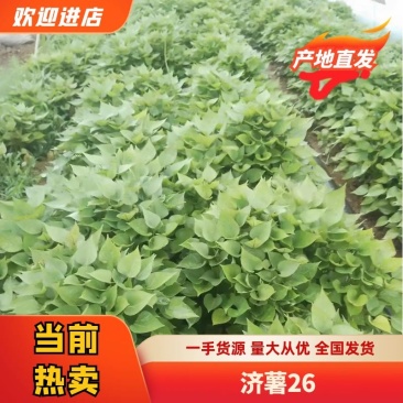 河南济薯26基地直供成活率高可提供技术指导欢迎咨询