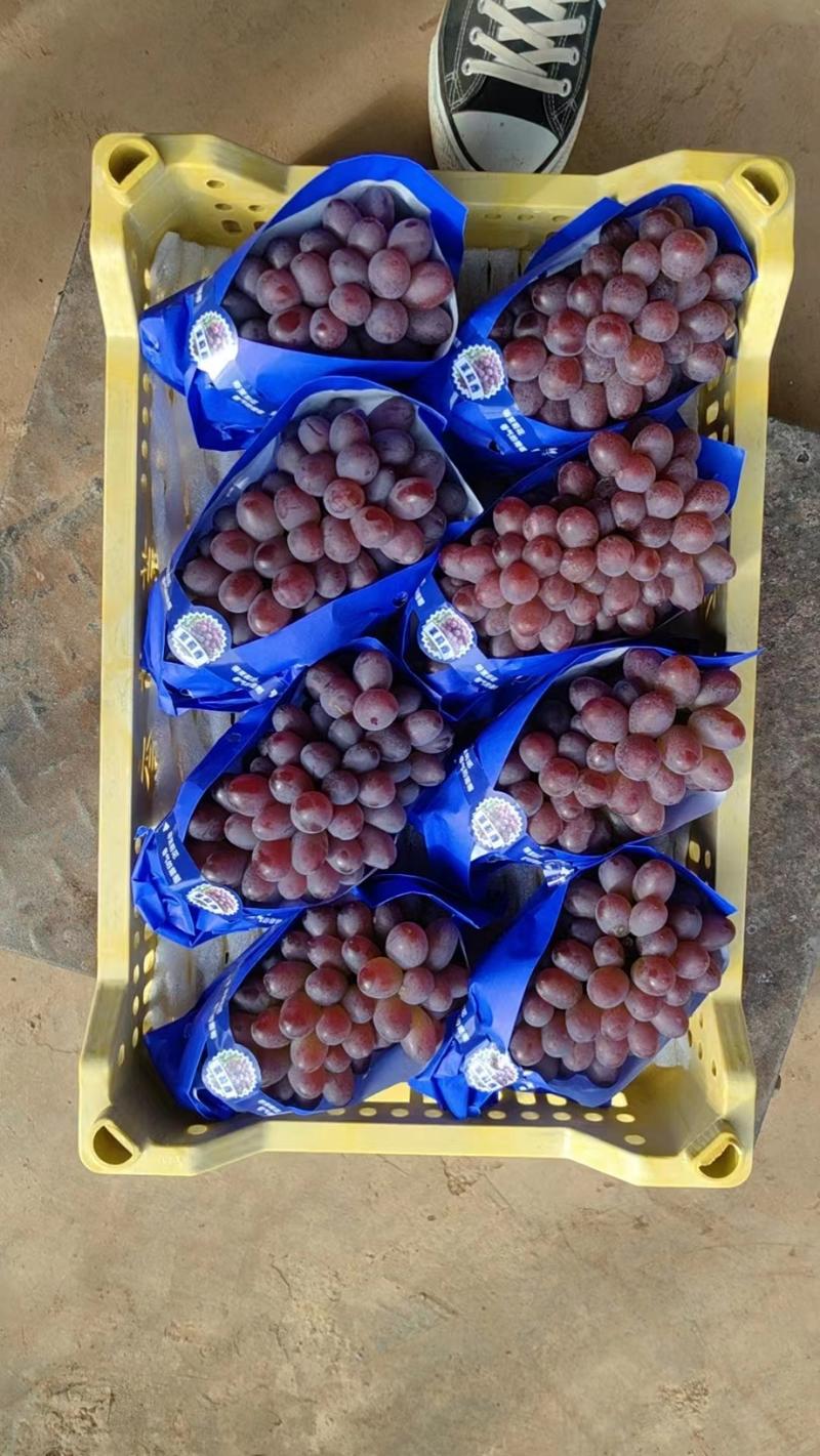 云南精品茉莉香葡萄大量上市中，口感香甜，供应全国市场