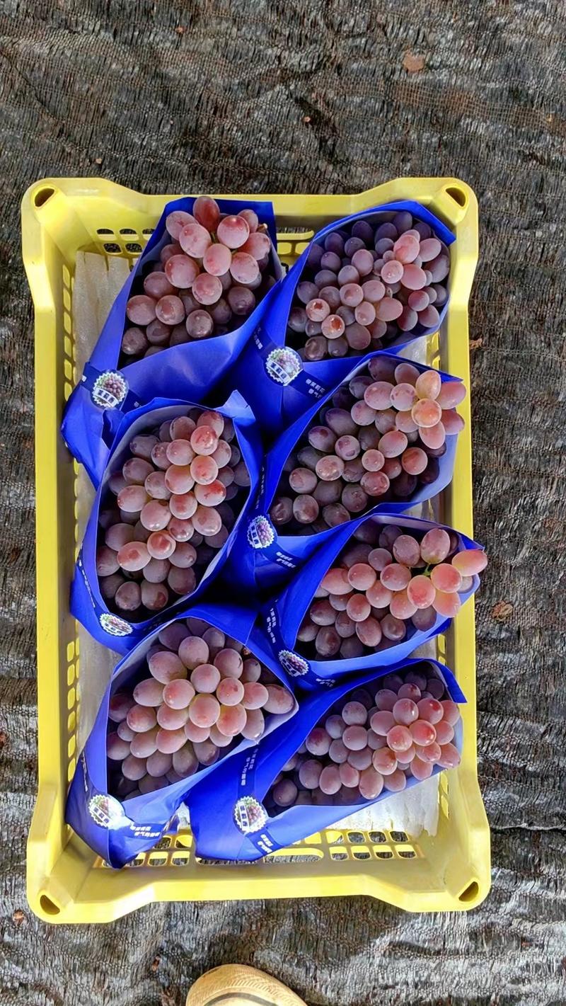 云南精品茉莉香葡萄大量上市中，口感香甜，供应全国市场