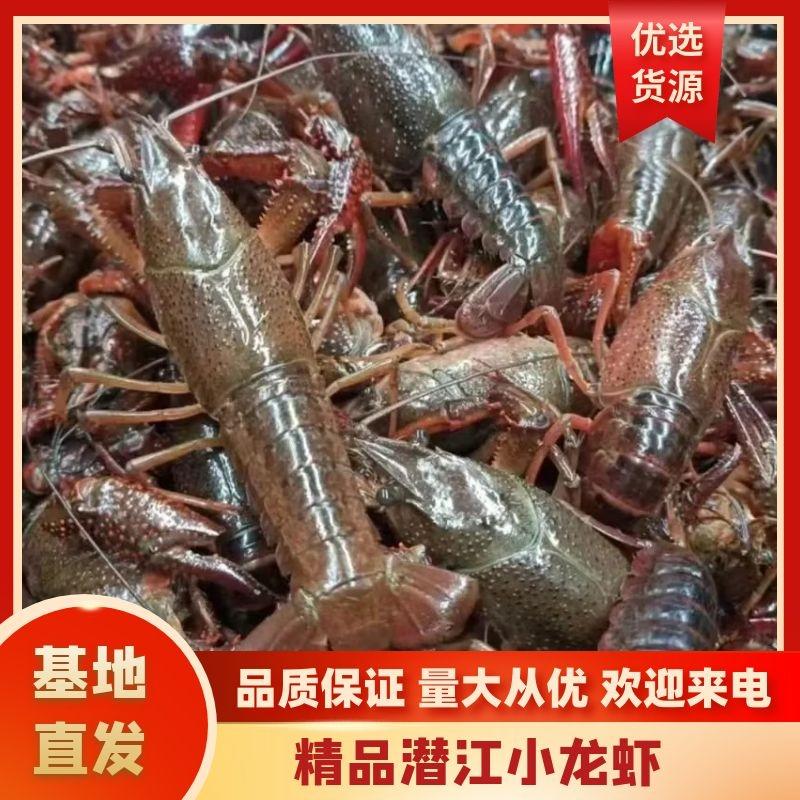 【精品】鲜活小龙虾肉质饱满新鲜发货包售后欢迎咨询