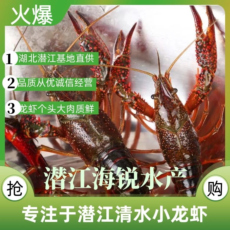 海锐水产专注于正宗潜江清水小龙虾品质保证值得信赖！