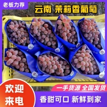 精品葡萄大量茉莉香葡萄上市货源充足量大从优欢迎咨询