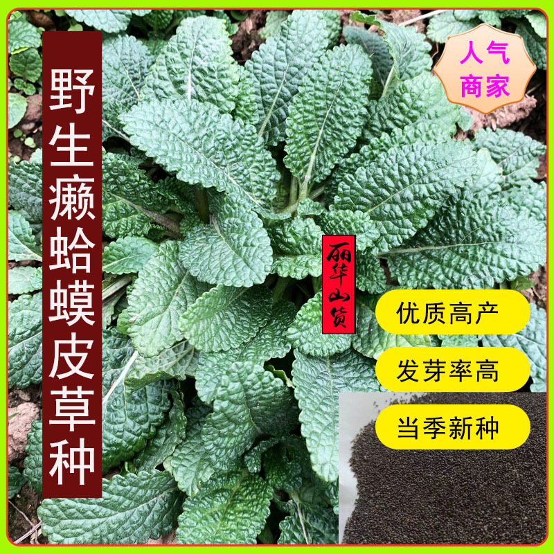 癞蛤蟆皮草子荔枝草草子野菜药膳蔬菜籽高产蛤蟆草苗批发