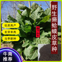 癞蛤蟆皮草子荔枝草草子野菜药膳蔬菜籽高产蛤蟆草苗批发