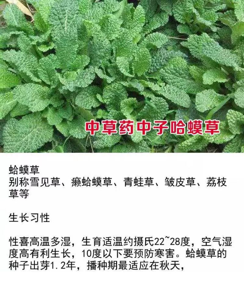 癞蛤蟆皮草子荔枝草草子野菜药膳蔬菜籽高产蛤蟆草苗批发