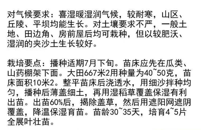 癞蛤蟆皮草子荔枝草草子野菜药膳蔬菜籽高产蛤蟆草苗批发