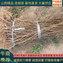 【基地直发】药用5号高产连翘苗好成活可视频看货保质保量