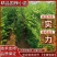 【全国包邮】国槐小苗价格，国槐苗产地批发，山西国槐苗