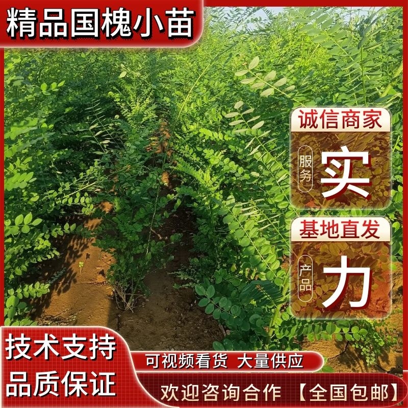 【全国包邮】国槐小苗价格，国槐苗产地批发，山西国槐苗