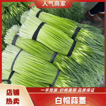 【精】河南周口白帽蒜薹-产地直发-品质好-价格优-可看货