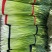 【精】河南周口白帽蒜薹-产地直发-品质好-价格优-可看货