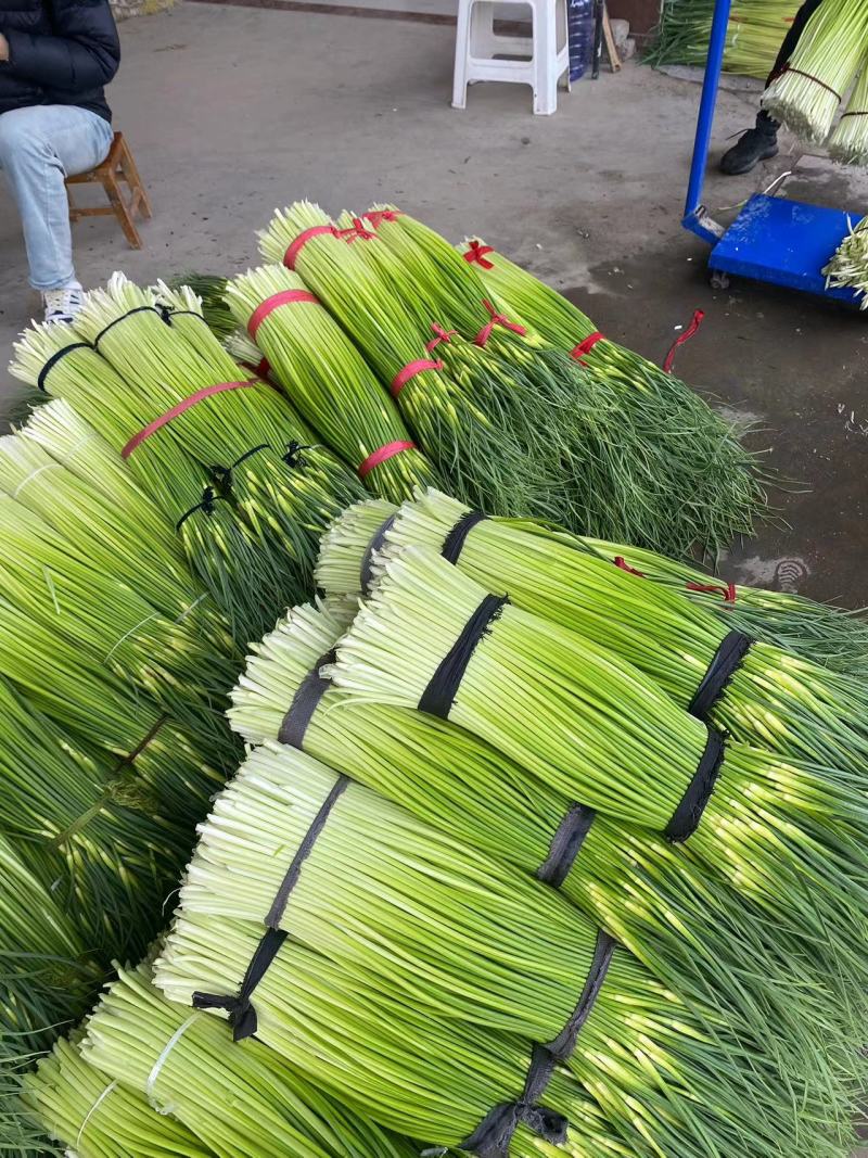 【精】河南周口白帽蒜薹-产地直发-品质好-价格优-可看货