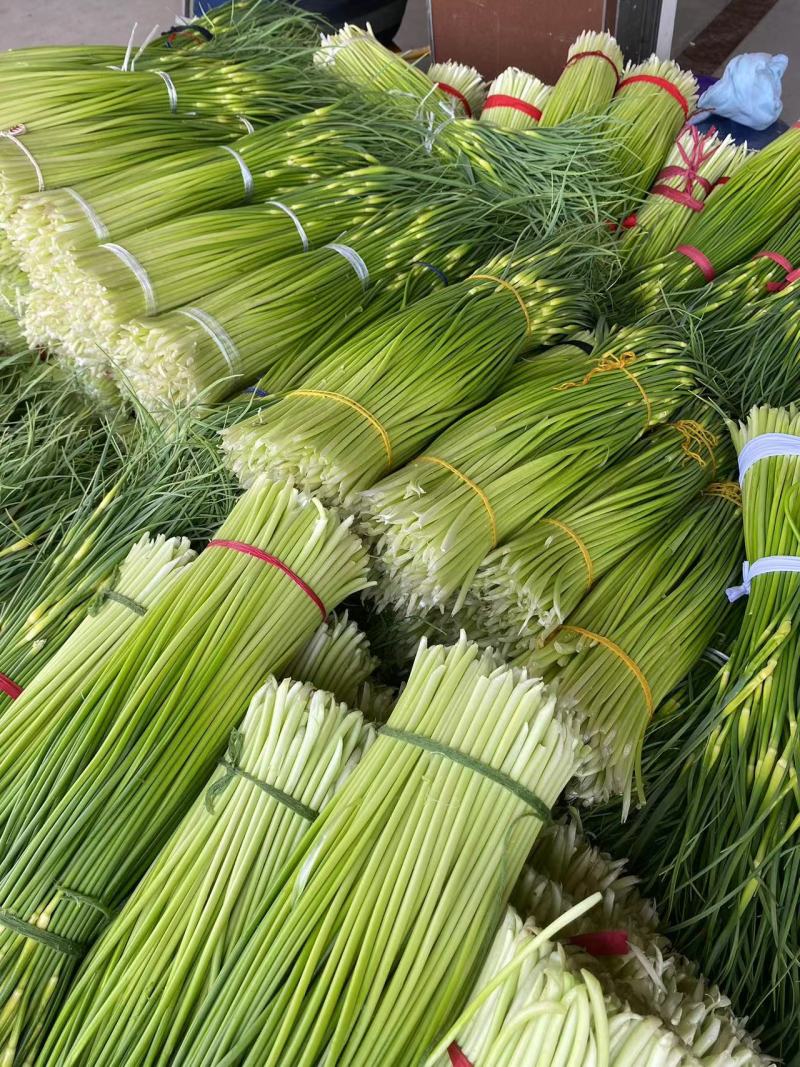 【精】河南周口白帽蒜薹-产地直发-品质好-价格优-可看货