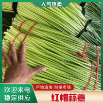 【精】河南周口红帽蒜薹-产地直发-品质好-价格优-可看货