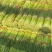 【精】河南周口红帽蒜薹-产地直发-品质好-价格优-可看货