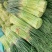 【精】河南周口红帽蒜薹-产地直发-品质好-价格优-可看货