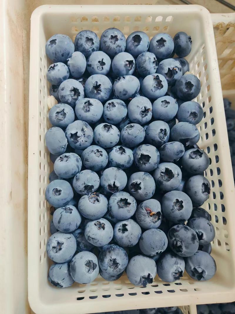【精品蓝莓】优质供货，蓝莓，果肉饱满，营养价值高现摘现发