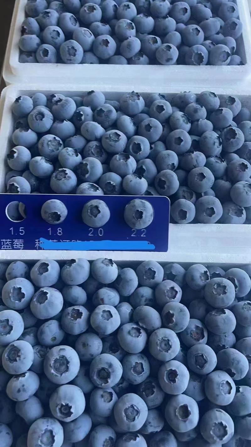 【精品蓝莓】优质供货，蓝莓，果肉饱满，营养价值高现摘现发