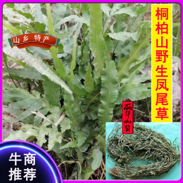 凤尾草凤凰草野生新货新鲜干品量大质优一手货源