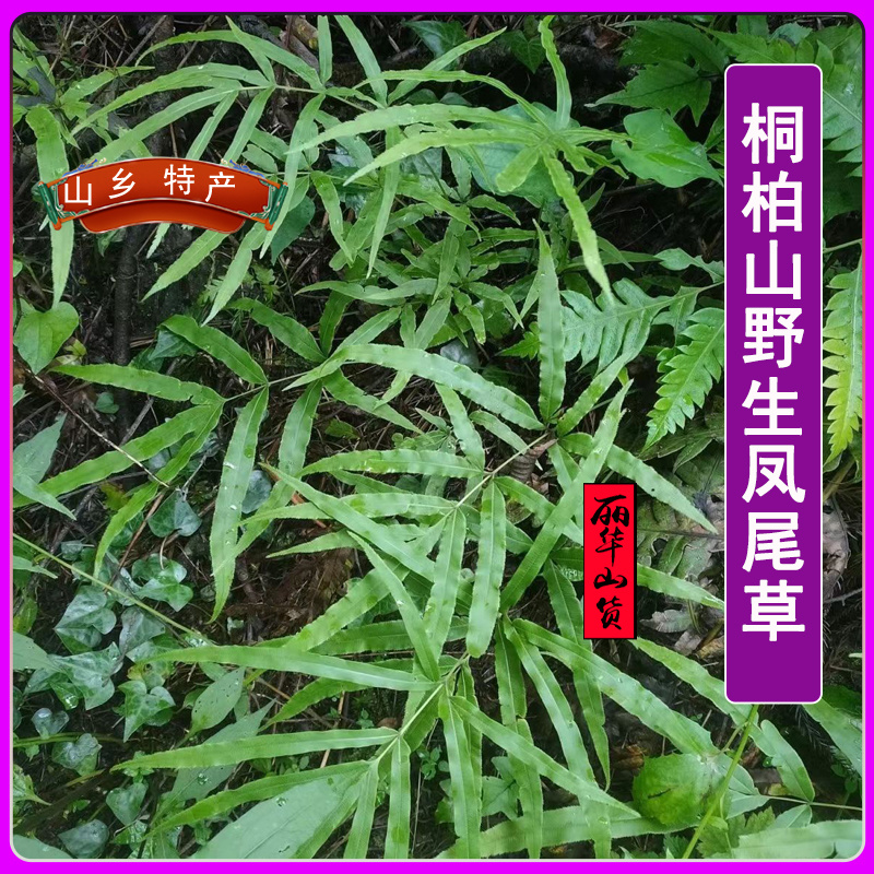 凤尾草凤凰草野生新货新鲜干品量大质优一手货源