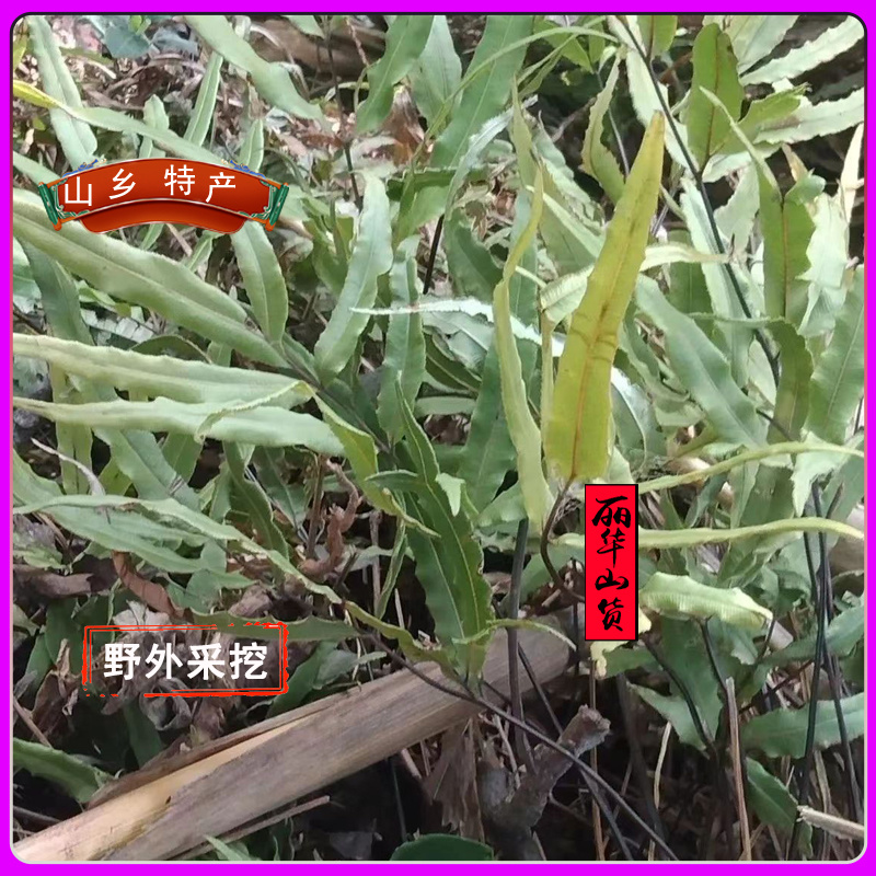 凤尾草凤凰草野生新货新鲜干品量大质优一手货源