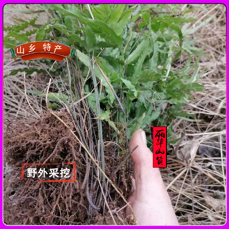 凤尾草凤凰草野生新货新鲜干品量大质优一手货源
