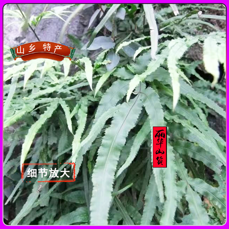凤尾草凤凰草野生新货新鲜干品量大质优一手货源