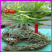 凤尾草凤凰草野生新货新鲜干品量大质优一手货源