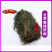 凤尾草凤凰草野生新货新鲜干品量大质优一手货源