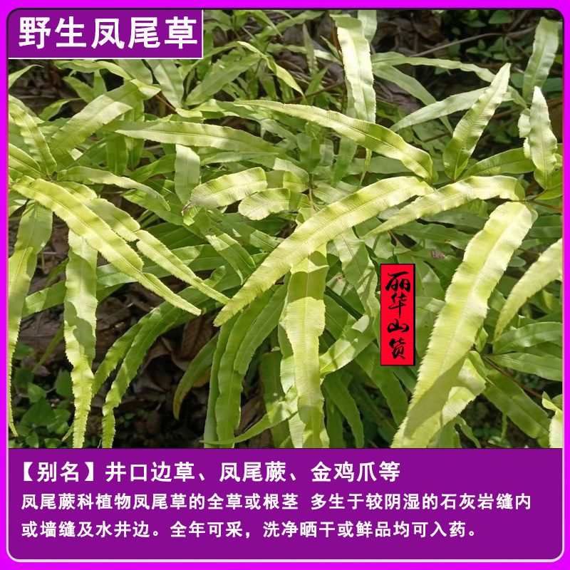 凤尾草凤凰草野生新货新鲜干品量大质优一手货源