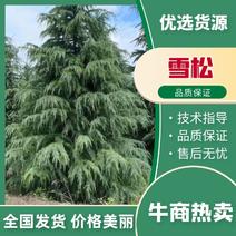 雪松精品雪松松树产地直发七米到九米欢迎进店选购