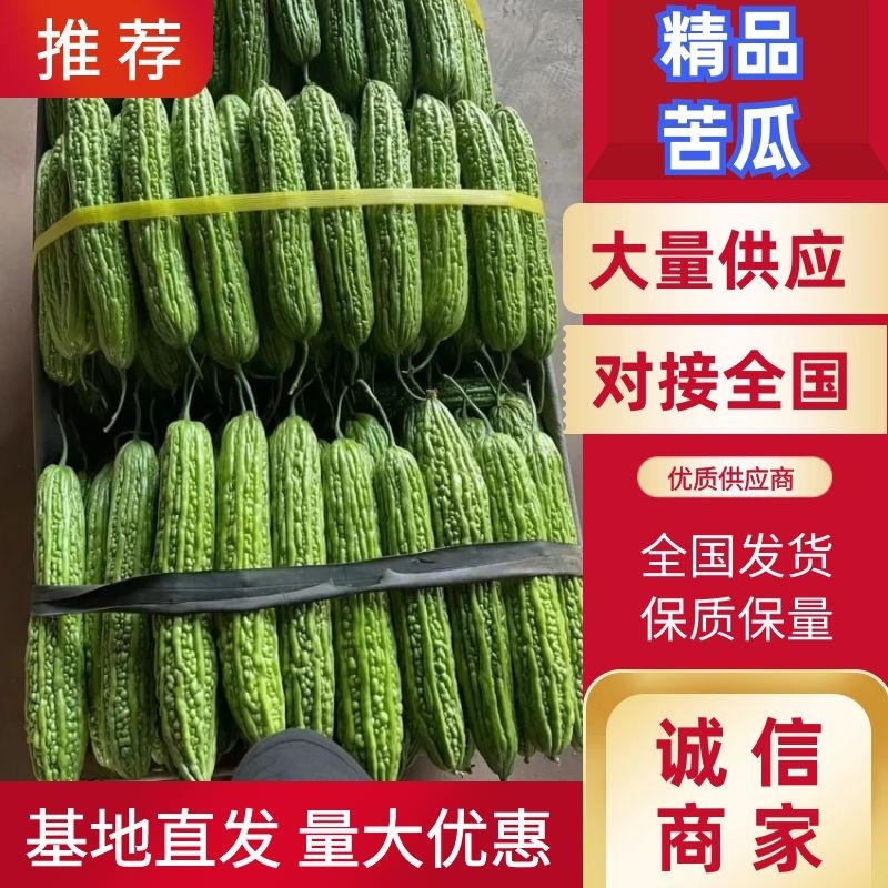 精品苦瓜个头均匀颜色好质量上乘货源充足！！