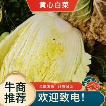 【精品黄心白菜】品质好，烂叶少，可对接全国电商商超，价优