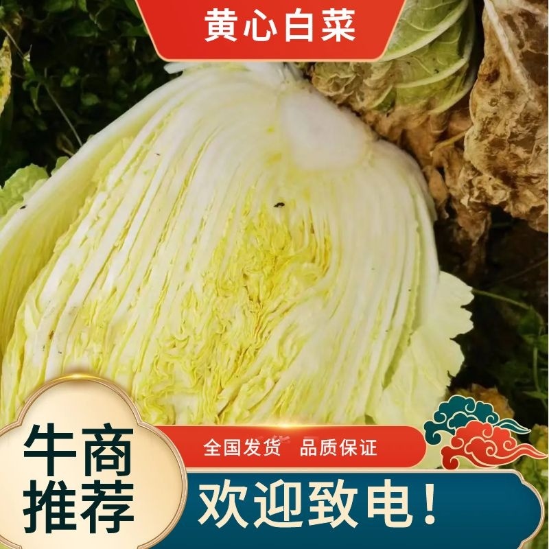 【精品黄心白菜】品质好，烂叶少，可对接全国电商商超，价优