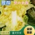 【精品黄心白菜】品质好，烂叶少，可对接全国电商商超，价优