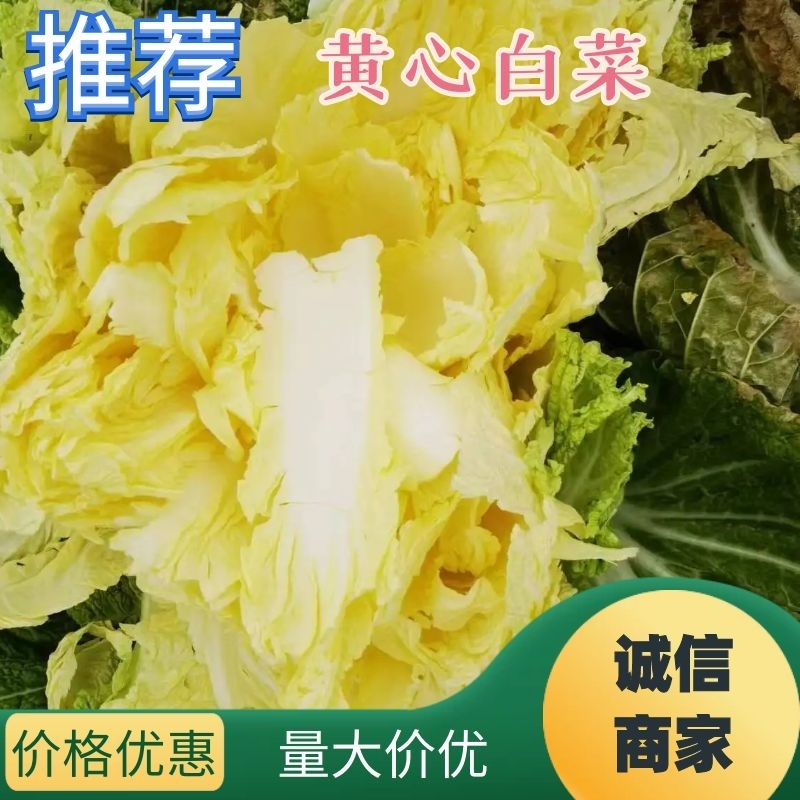 【精品黄心白菜】品质好，烂叶少，可对接全国电商商超，价优
