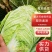 【精品黄心白菜】品质好，烂叶少，可对接全国电商商超，价优