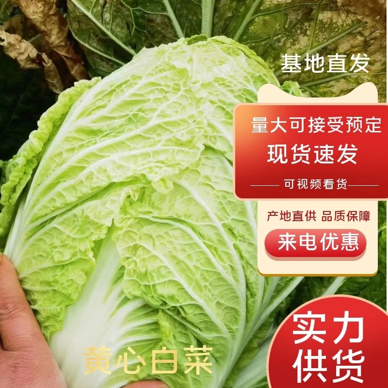 【精品黄心白菜】品质好，烂叶少，可对接全国电商商超，价优