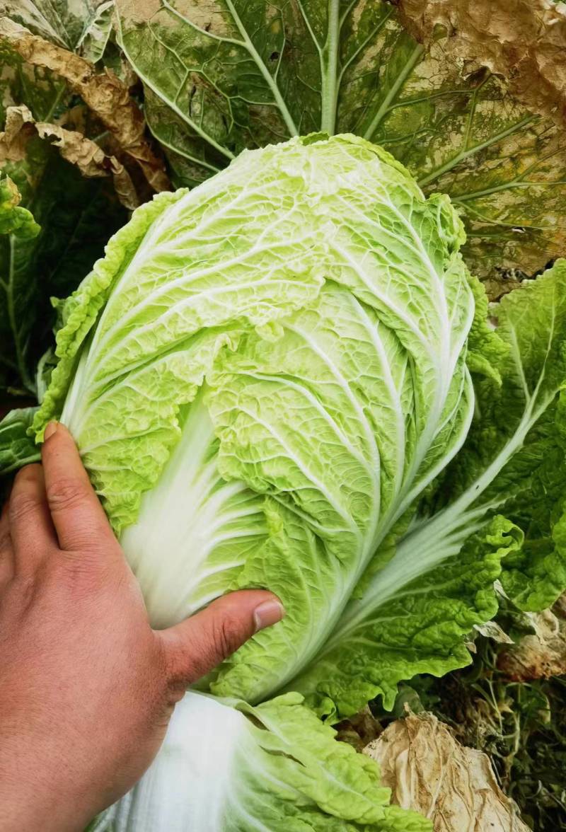 【精品黄心白菜】品质好，烂叶少，可对接全国电商商超，价优