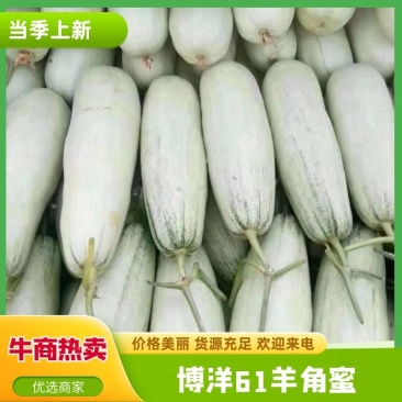 【羊角蜜甜瓜】山东莘县博洋甜瓜博洋61全国发货来电