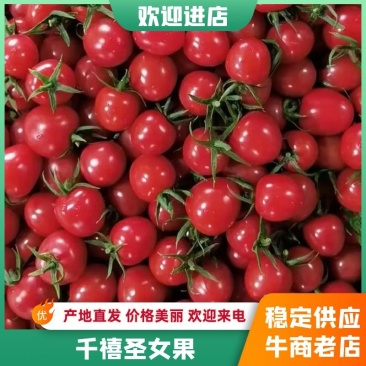 【优选商家】圣女果山东莘县千禧圣女果全国发货来电