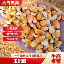 新疆玉米颗粒玉米产地直发颗粒饱满价格合理优惠全国发货