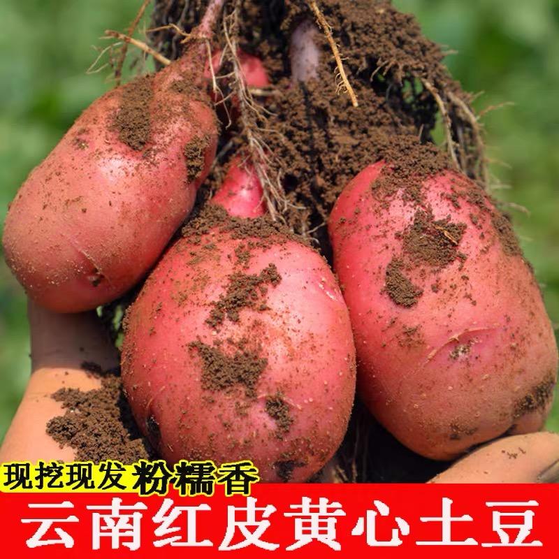 一件代发新鲜红皮黄心土豆5斤/9斤大洋芋马铃薯社区团购