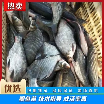 扁鱼苗武昌鱼苗各种鱼苗批发全国包邮存活率保障