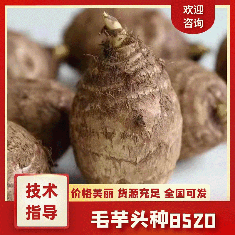 8520毛芋头种产地批发《高产脱毒》提供技术包回收全国发