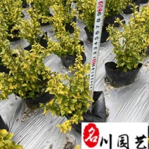 亮晶女贞杯苗出售成都苗圃基地直供优质工程绿化苗木批发